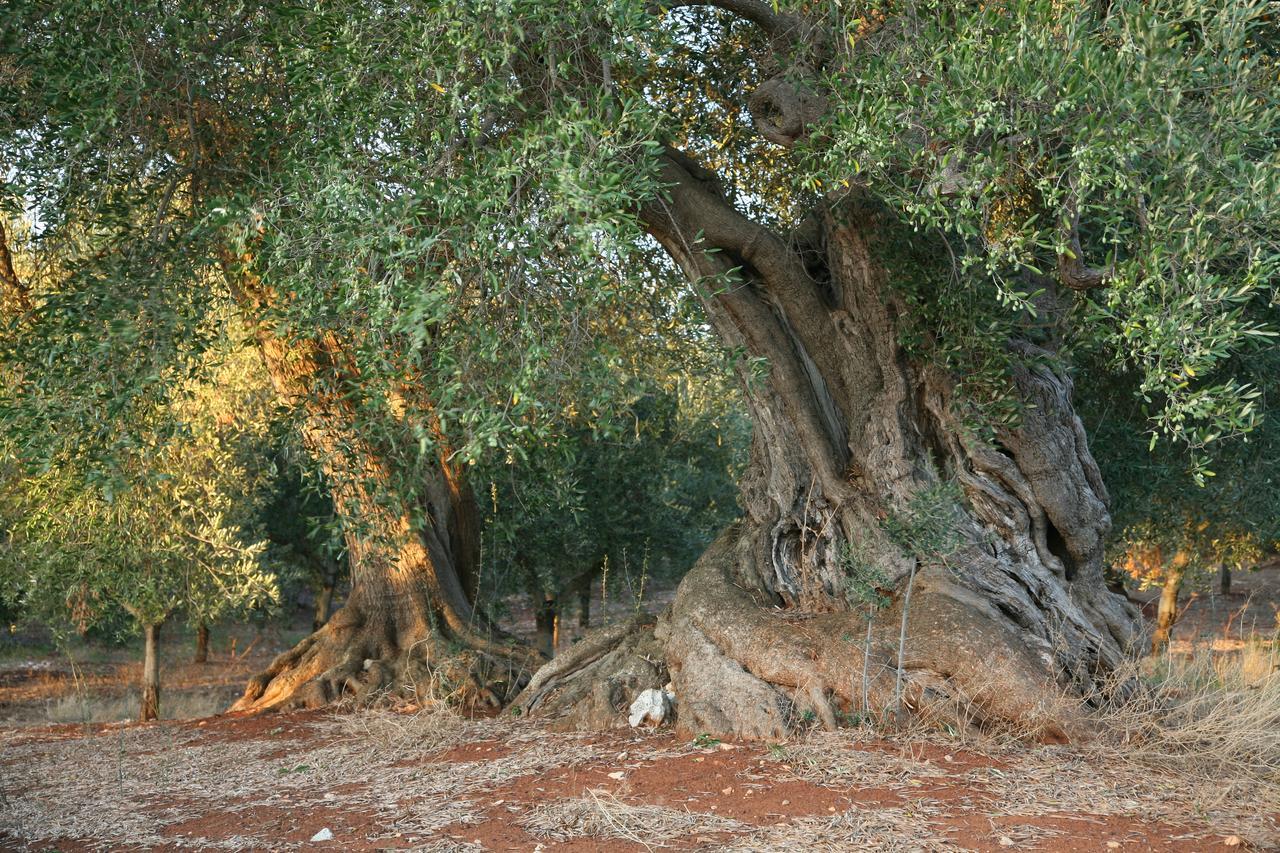 Masseria Montecchie Διαμέρισμα Ceglie Messapica Εξωτερικό φωτογραφία