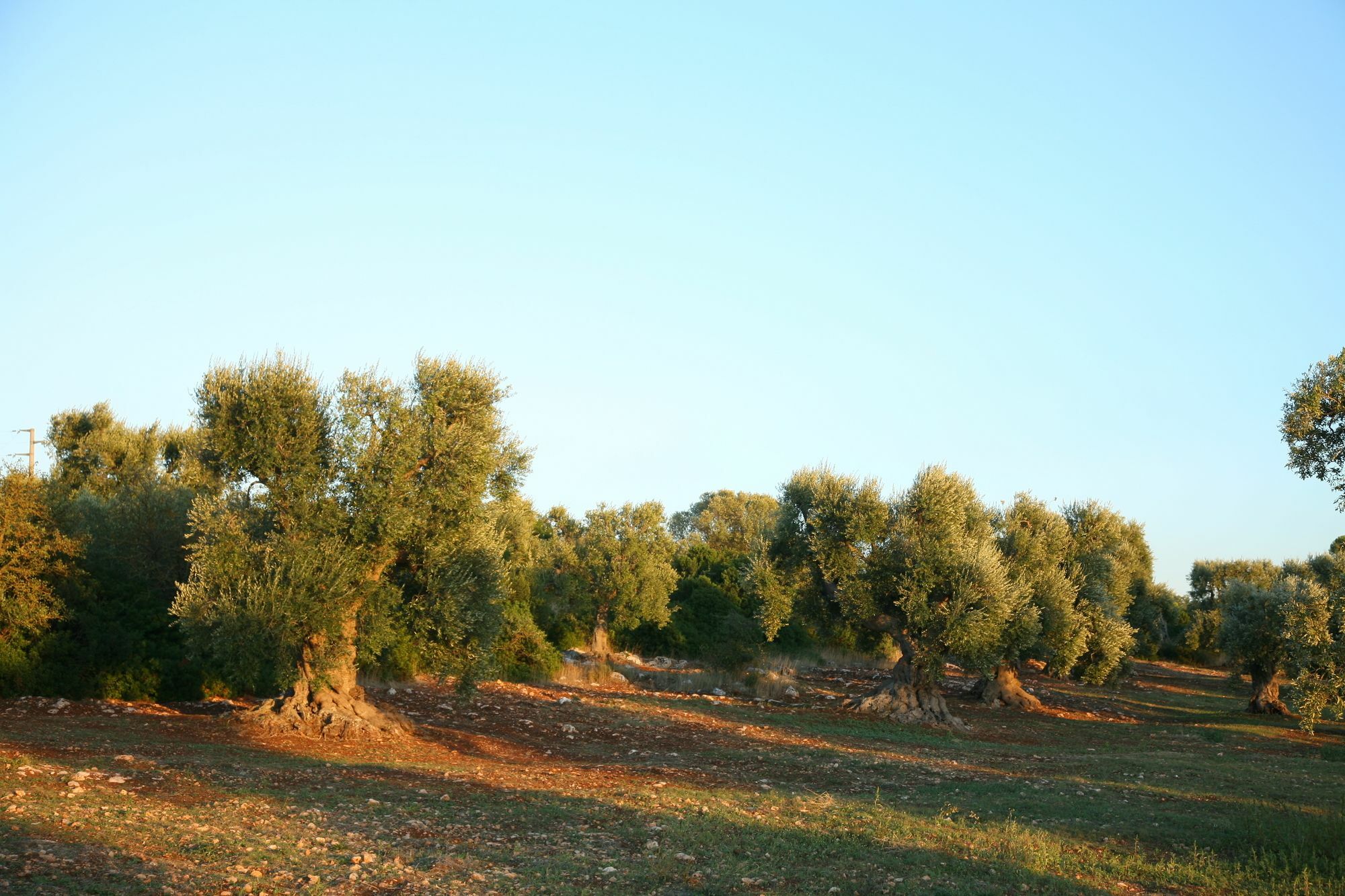 Masseria Montecchie Διαμέρισμα Ceglie Messapica Εξωτερικό φωτογραφία